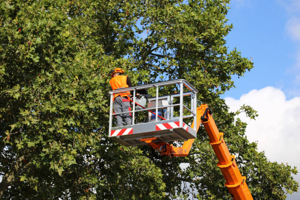 Best Residential Tree Removal  in Glen Ellen, CA